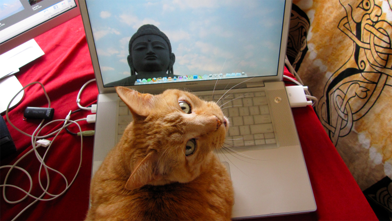 Illustration for article titled 19 Adorable Animals Using Technology Adorably